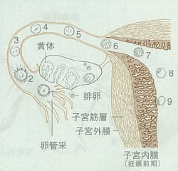 子宮内膜症